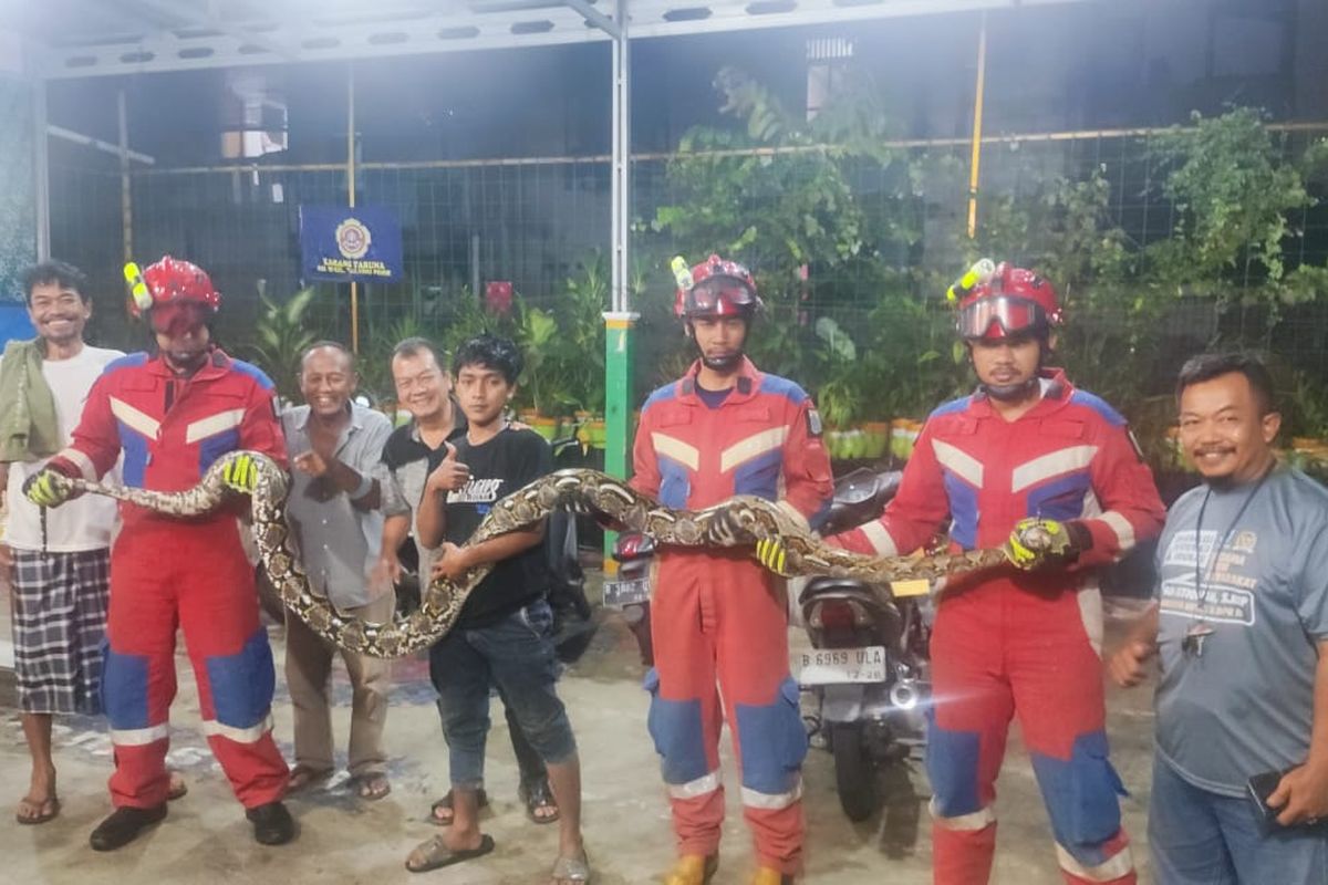 Damkar Tanjung Priok imbau warga tak menumpuk barang di rumah untuk mencegah ular bersarang. Senin (25/3/2024). 