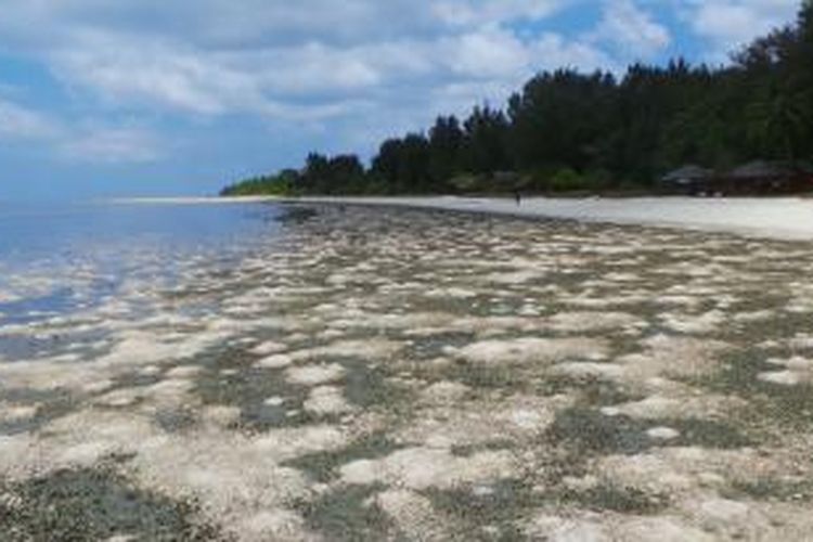 Pulau Hoga di Kepulauan Wakatobi, Sulawesi Tenggara, Sabtu (12/10/2013).