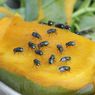 Ini yang Terjadi Saat Lalat Merayap di Atas Makanan 