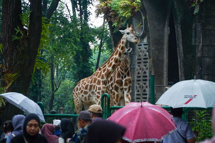 Pengunjung melihat jerapah di Taman Margasatwa Ragunan, Jakarta, Sabtu (28/6/2025). Libur panjang akhir pekan dimanfaatkan warga Jakarta dan sekitarnya untuk berlibur bersama keluarga. Untuk masuk Taman Margasatwa Ragunan, pengunjung membayar tiket sebesar Rp 3.000 untuk anak-anak dan Rp 4.000 untuk dewasa.