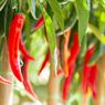 Cabai Itu Termasuk Buah atau Sayur? Simak Penjelasan Ilmiahnya