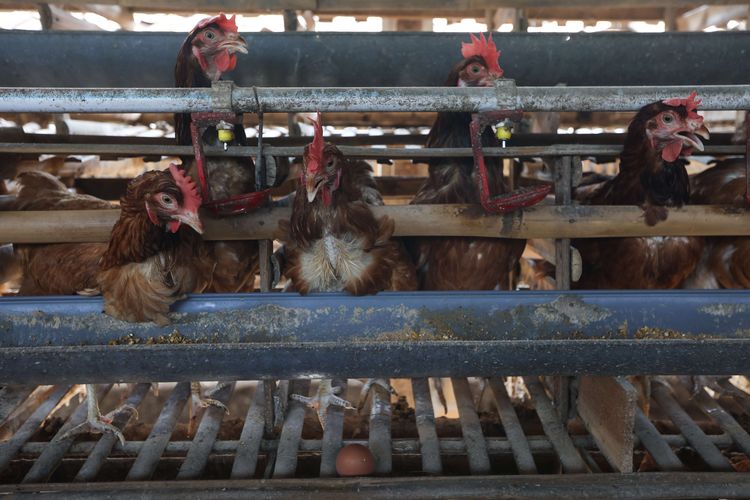 Ayam petelur di peternakan di kawasan Cibinong, Kabupaten Bogor, Selasa (23/8/2022). Dalam dua pekan ini harga telur terus mengalami kenaikan harga. Ditingkat peternak harga telur dijual Rp 28.500 per kilogram. Sedangkan di pedagang harga telur mencapai Rp 31.000 per kilogram.