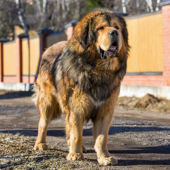 Ilustrasi anjing Tibetan mastiff.