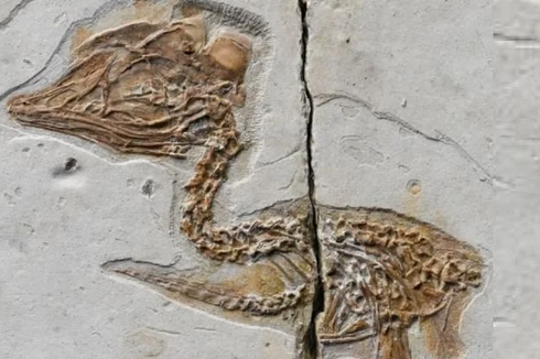 Temuan Mengejutkan, Ahli Ungkap Fosil Mini Berkepala Mirip T-Rex dengan Tubuh Burung