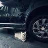 Hati-hati, Kucing Sering Tidur di Kolong Mobil atau di Bawah Ban