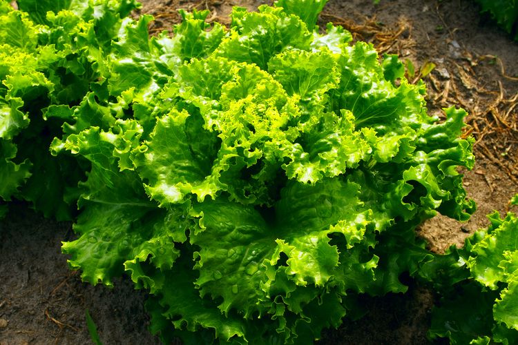 Ilustrasi selada, menanam selada. 