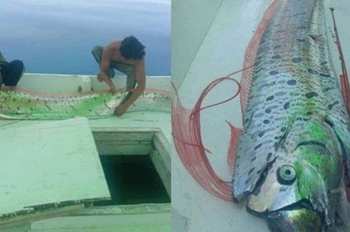 Bisakah Oarfish Prediksikan Tsunami?