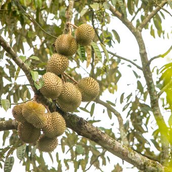 Ilustrasi durian musang king.