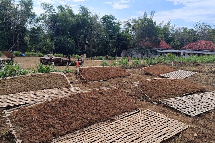 Tembakau rusak di Desa Tobai Tengah, Kecamatan Sokobanah, Kabupaten Sampang, Rabu (20/8/2025). 