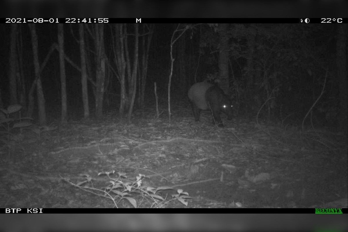 Tangkapan layar dari rekaman camera trap milik HCV PT Kencana Sawit Indonesia menunjukkan seekor tapir hidup di area konservasi. Tapir adalah hewan dilindungi yang statusnya terancam punah dan kini dilindungi oleh negara.