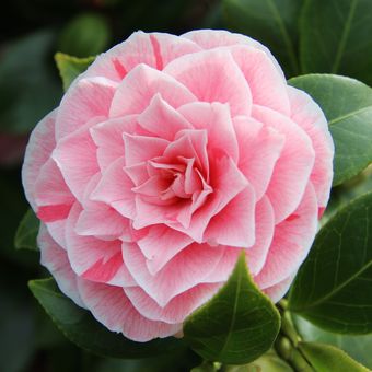 Ilustrasi bunga camellia.