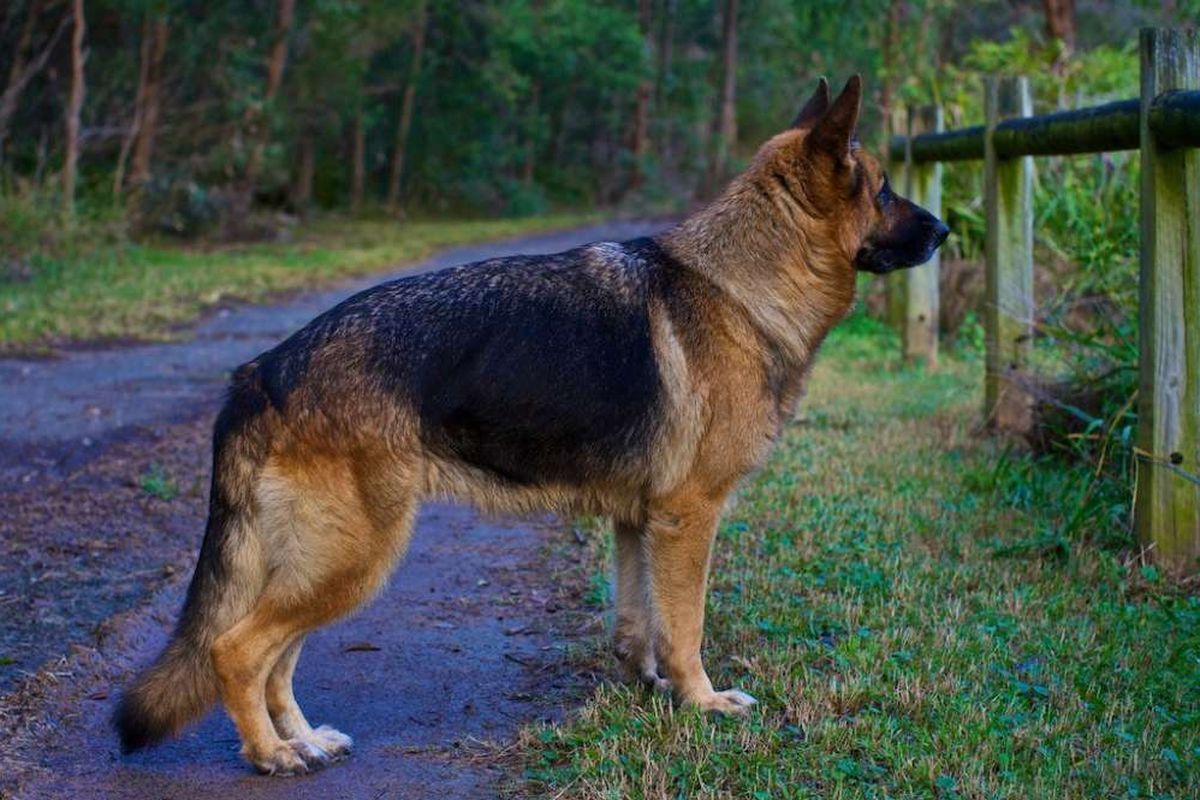 Anjing German Shepherd modern