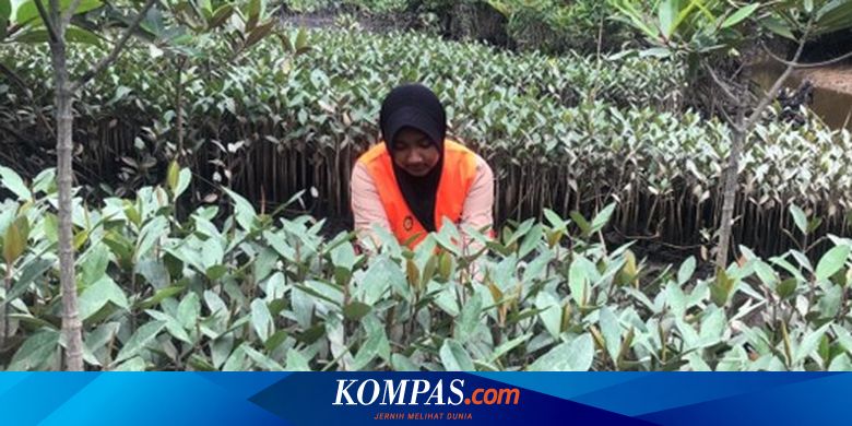 BRGM Bantu Cetak Generasi Unggul Melalui Magang Bersertifikat “Sobat Muda Gambut – Mangrove Tahun 2023”