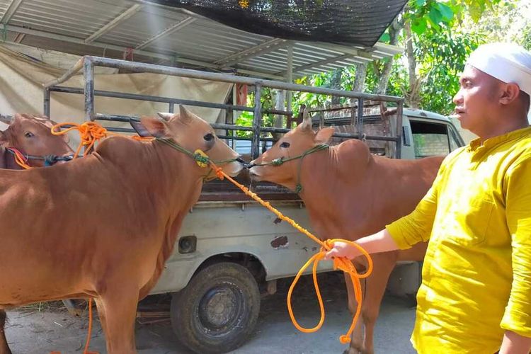 Salah satu peternah di Kabupaten Pamekasan, Muhammadiyah Tamyiz memperlihatkan sapinya yang sehat untuk dikirim ke Surabaya menjelang Idul Adha tahun ini.