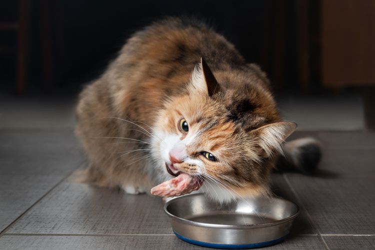 Ilustrasi kucing makan daging ayam