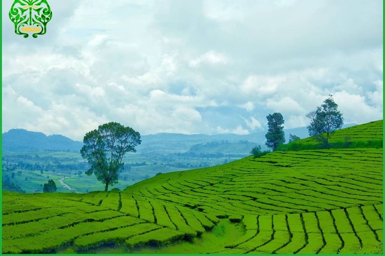 Hamparan kebun teh di kawasan wisata Wayang Windu Panenjoan