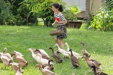 Panduan Liburan ke Bali Bird Park, Cara Mudah Menuju ke Sana