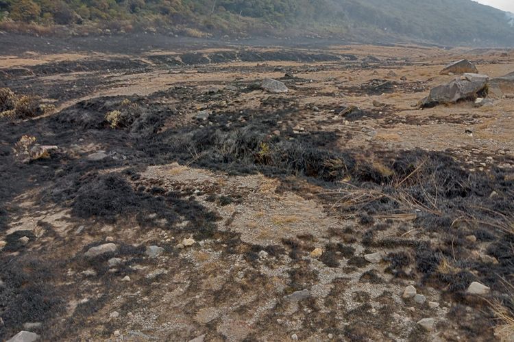 Alun-alun Suryakencana di Gunung Gede usai Dilanda Kebakaran.