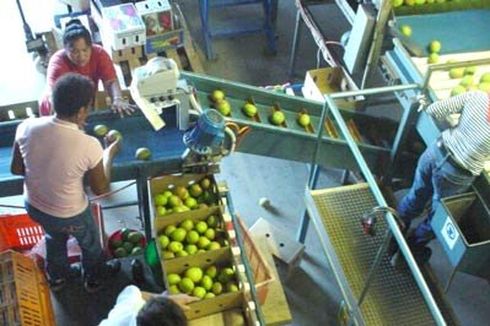 Pemetik Buah di Australia Minta Kenaikan Gaji, Pemilik Kebun Tak Sepakat