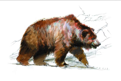 Beruang Gua Diburu Manusia Purba untuk Diambil Bulunya Sebagai Mantel