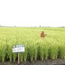 Dukung Pengembangan Hortikultura, Guru Besar IPB: Bisa Jadi Cash Crop