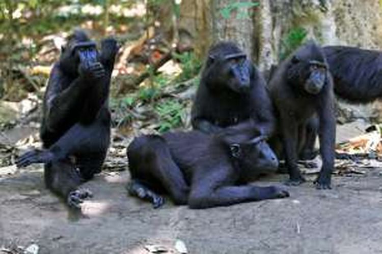 Sekelompok monyet hitam Sulawesi atau Yaki di Taman Wisata Alam Tangkoko, Bitung, Sulawesi Utara.