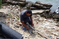 Ada 4 Kuintal, Ikan Tembang yang Terdampar di Pulau Bidadari Disebut Aman Dikonsumsi