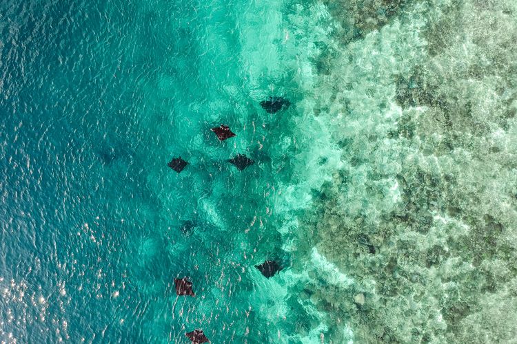 Ilustrasi ikan pari di Labuan Bajo, NTT.