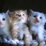 Aksi Penyelamatan Anak Kucing Baru Lahir yang Terjebak Badai di Utah Viral