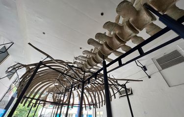 Koleksi Unik Museum Zoologi Bogor, Ada Kerangka Raksasa Seberat 64 ...