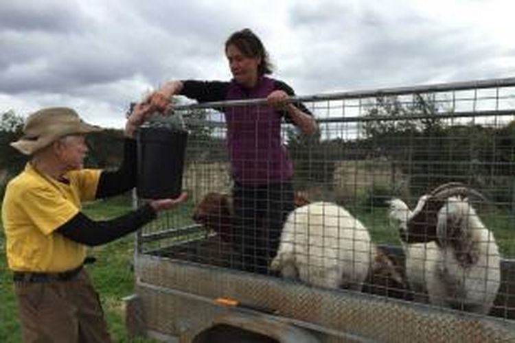 Elizabeth Larsen dan pasangannya Jim Shields sedang memindahkan kambing mereka ke lokasi baru. 
