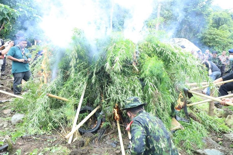 Pemusnahan tanaman ganja oleh BNN dan sejumlah personel TNI dan Polisi. 

