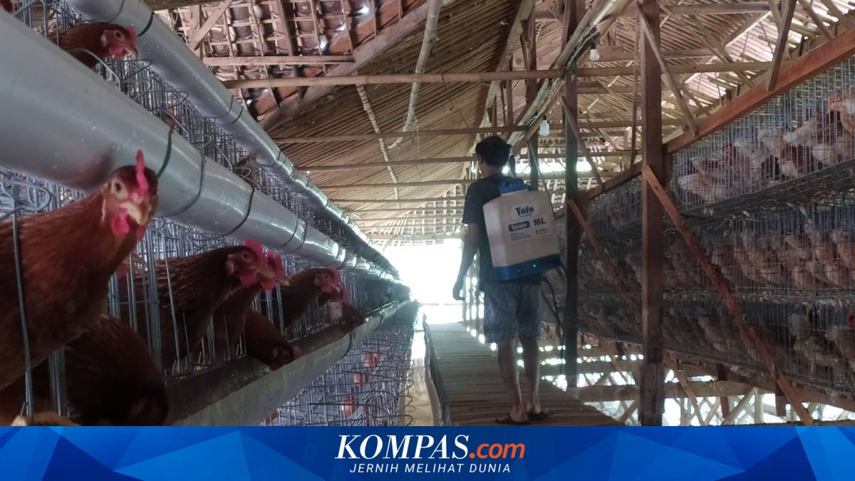 Harga Telur Ayam Rp 24.000, Peternak: Itu yang Kita Tunggu