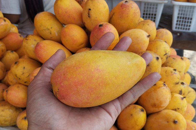 Berburu Mangga Podang di Kediri, Buah Kuning Cerah dari Lereng Wilis