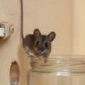 7 Cara Mencegah Tikus Masuk ke Rumah, Dijamin Enggak Muncul