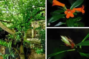 BRIN Identfikasi Spesies Baru Rhododendron yombuwurii di Sulawesi Tengah