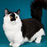 8 Ras Kucing Berkaki Pendek, dari Genetta sampai Munchkin