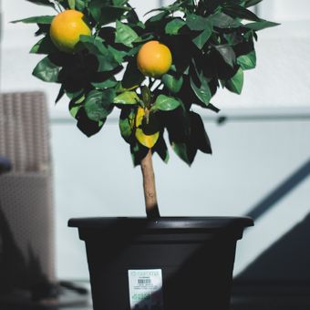 Ilustrasi pohon lemon dalam ruangan