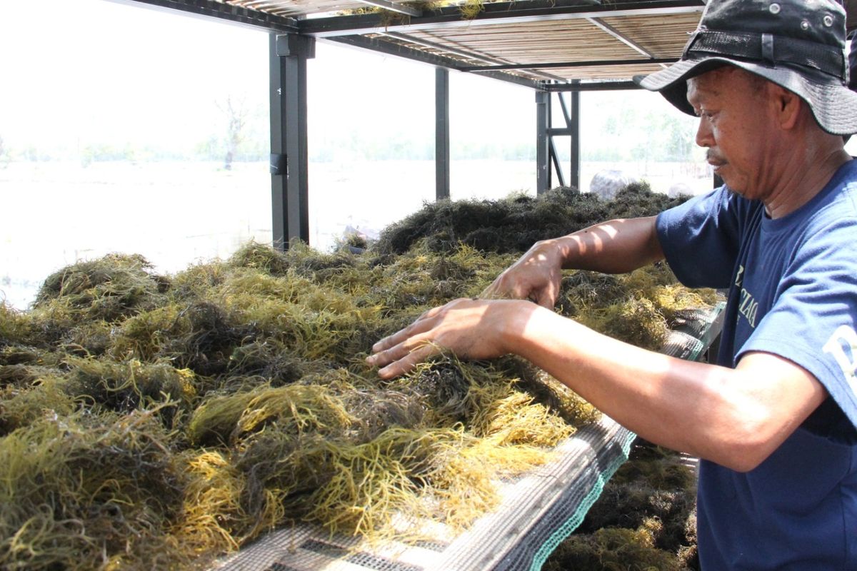 Tingkatkan Kesejahteraan Masyarakat Pesisir, Kementerian KP Luncurkan Teknologi Pengeringan Rumput Laut