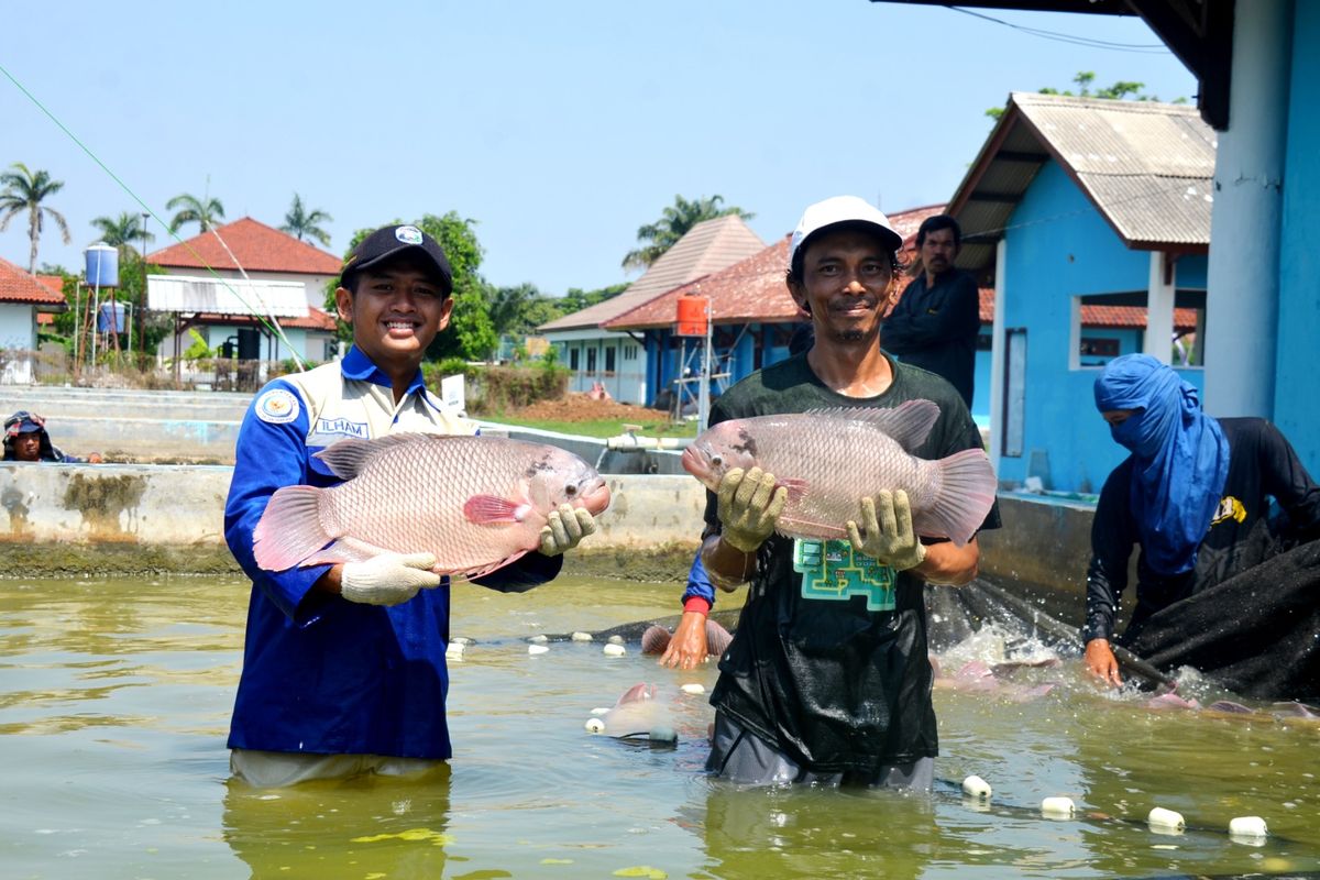 Kementerian KP mengembangkan sistem budi daya daur ulang air untuk komoditas nila Srikandi yang dapat dipantau dari ponsel pintar secara online.