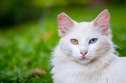 Jarang Diketahui, Ini 5 Hewan Peliharaan Rasulullah Selain Kucing