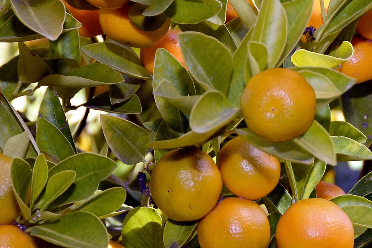 Ilustrasi tanaman jeruk, pohon jeruk. 