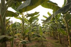 [HOAKS] Cairan Batang Pisang untuk Obat Lambung dan Kerontokan Rambut