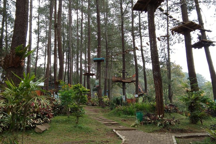 Wisata Hutan Pinus Pal 16 Cikole Bandung.