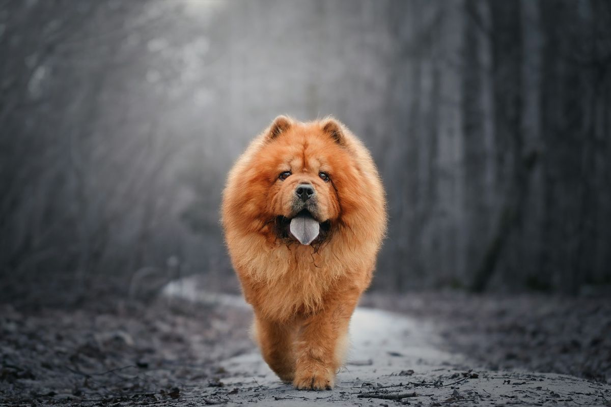 Anjing dalam Budaya Tiongkok: 7.000 Tahun Sebagai Penjaga hingga Pendamping Kerajaan
