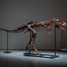 Fosil Dinosaurus Gorgosaurus Berusia 77 Tahun Dijual Nyaris Rp 90 Miliar, Ilmuwan: Ini Bencana