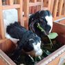 Peternakan Kambing di Malang Bagikan 5.000 Ekor Hewan Kurban Gratis