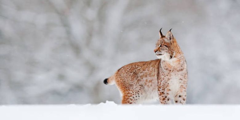 jenis-jenis kucing Lynx.