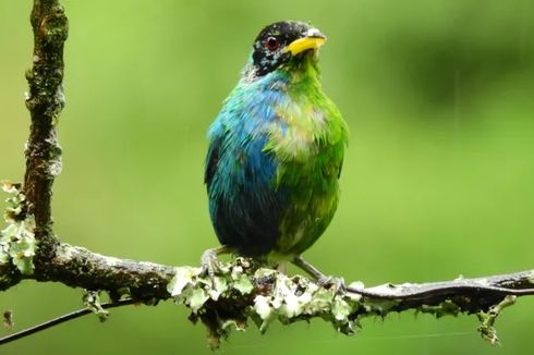Super Langka, Burung Setengah Jantan dan Setengah Betina Ditemukan di Kolombia