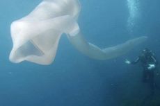 Makhluk Aneh Mirip Ular 8 Meter Kagetkan Penyelam di Selandia Baru